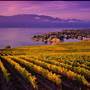 QUAILS GATE WINERY