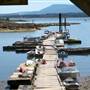 Mud Bay Beach and Dock