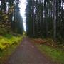 Old ERT Logging Road - Beaver Lodge Lands