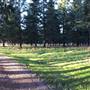 Quinsam Fire Base Forest