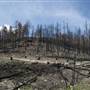 BURNED FOREST ( Attenborough Rd Westside Rd )