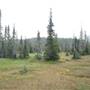 Paradise Meadows (Strathcona Provinical Park)