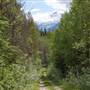 Cook Mountain Trails