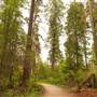 Stanley Park - Ravine Trail