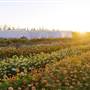 Athiana Acres