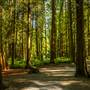 Robert Burnaby Park - Forest