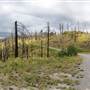 Campbell Hill Burnt Forest & Road SUMMER 2025