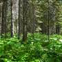 Blue River Forests near Wilderness Retreat