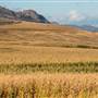Haywood-Farmer Fields