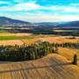 WHEATFIELDS