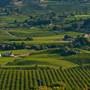 WINE COUNTRY