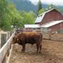 COLDSTREAM RANCH