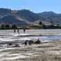 Shuswap Road South Thompson River Beach